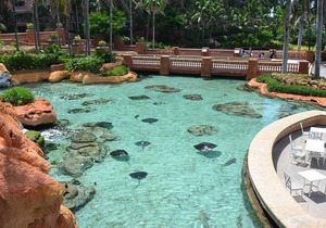 1 Bedroom Deluxe - Harborside Resort at Atlantis - Full Resort Access