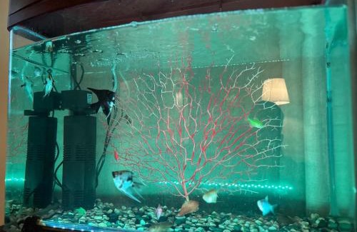 Mizail Apartment | شقة بغرفتين وصالة مودرن وراقية