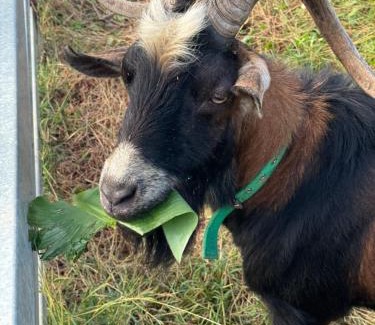 Liuqiu House | 番仔厝包棟民宿