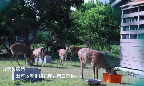 Lukang Bed & Breakfast | 頌謙文旅 梅花鹿同住