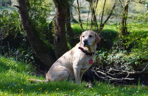 Holsworthy Cottage | 1 Bed Cottage - Hot Tub, Pool, Wifi, Pets