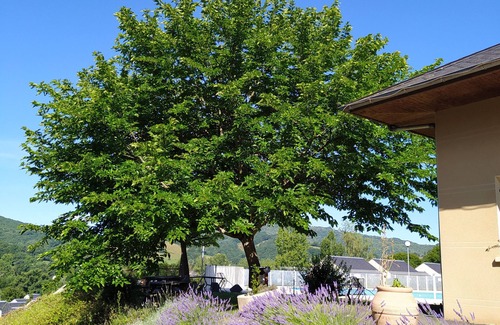 Saint-Geniez-d'Olt Apartment | 2-ROOM APARTMENT BALCONY SWIMMING POOL VILLAGE GOÉLIA