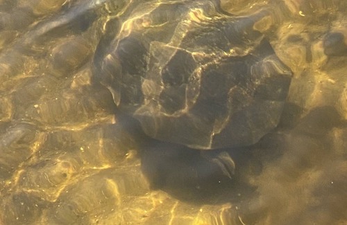 Southside Rural Community House | 30-90 Mins. Away from FL Attractions and close to the Gulf Coast Beaches