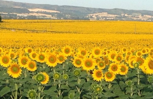 Villepinte Cottage | 4* rated, Stunning views, nr. to Carcassonne, 14x7m pool, - 2 Beds, Sleeps 5