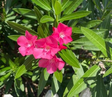 St. Marys House | 504 Bailey St