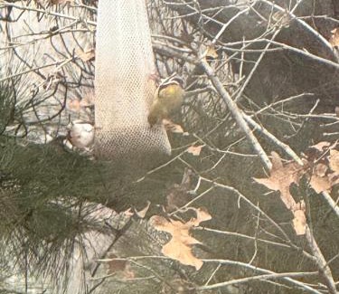 Smithville Cabin | 9E Ranch Bastrop