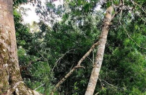 Weeki Wachee Gardens Cabin | A-Frame Stream Dream