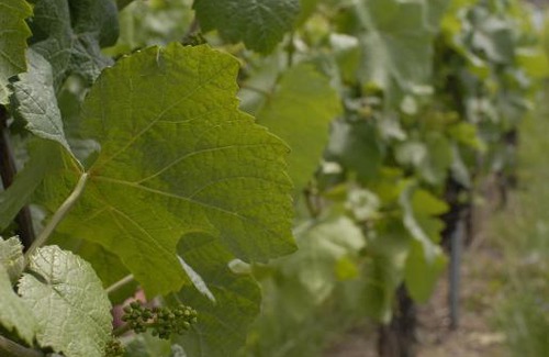 Gueberschwihr House | A La Maison De Marie