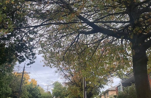 Mont Albert Villa | A leafy retreat only a skip and jump away from the lively city of Boxhill.
