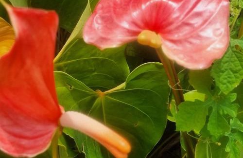 Desbonnes Apartment | Accueil Créole