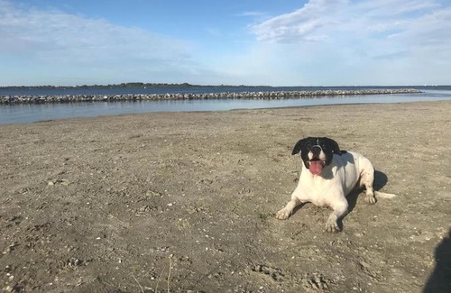 Scharendijke House | Achthoek78, rustige ligging minuten van het strand