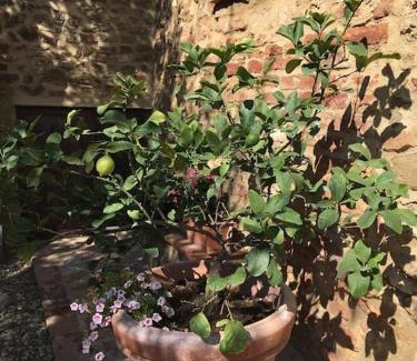 Siena Apartment | Agli Olivi di Marciano