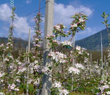 Carzano Bed & Breakfast | Agritur Affittacamere Capra Mauro