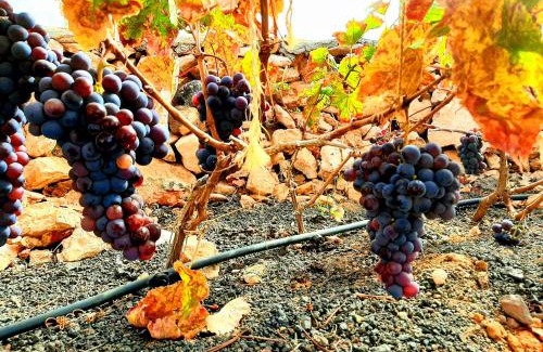 Puerto del Rosario House | Agriturismo El Bounty