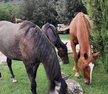 Sodo House | Agriturismo Frantoio Valiani