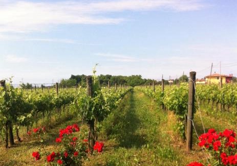 Noventa di Piave House | Agriturismo Gazza Ladra