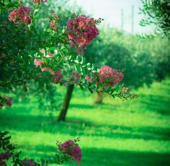 Rivarotta House | Agriturismo Olistella