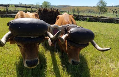 Castro Daire House | Aldeia de Moura Morta