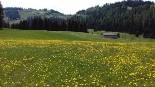 Castello Tesino Other | Alice