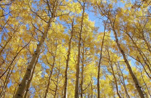 Edwards Apartment | Alpine Escape