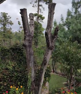 Murree Villa | Alpine Luxe Villa