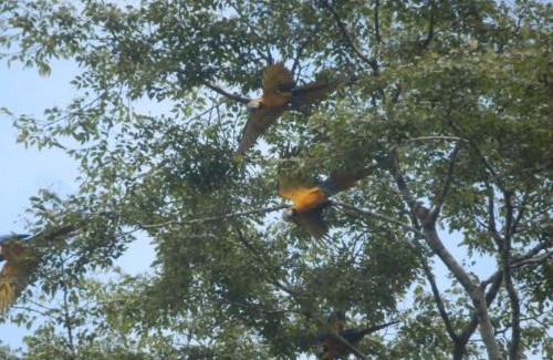 Saquena Hotel | Amazon eagle Explore