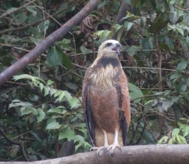 Saquena Hotel | Amazon eagle Explore