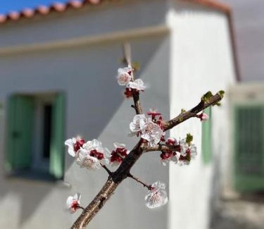 Amaliada House | Anastasia, downtown village house