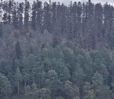 Vladeni Apartment | Apartament Rosenau