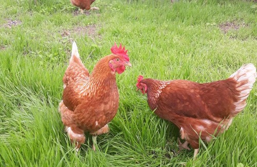 Moya Apartment | Apartamento rural Draco