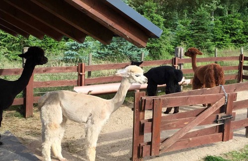 Edertal Apartment | Apartment Alpacas in the fog