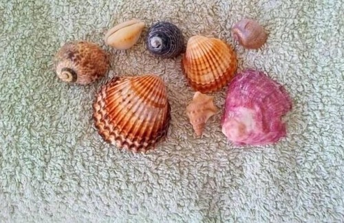 Barano d'Ischia Apartment | Apartment / app. for 3 guests with 25m² in Barano D'ischia (124702)