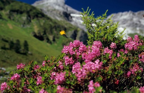 Kleinsolk Apartment | Apartment C* - Apartment Grundner