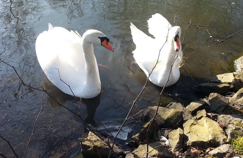 Bad Marienberg Apartment | Apartment in Westerwald in a few steps to the wildlife park, climbing forest, Marienbad ..