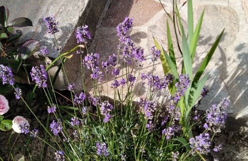 Ploufragan Apartment | Apartment Ploufragan /St Brieuc