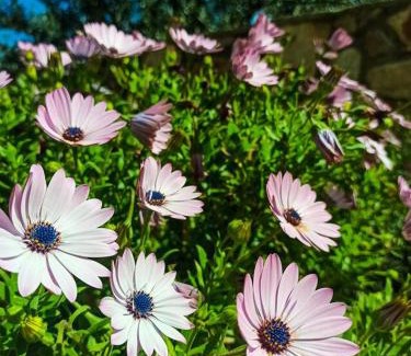 Martinscica Apartment | Apartments by the sea Martinscica, Cres - 14334