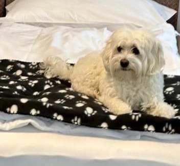 Cannobio Hotel | Aquazzurra Resort & Aparthotel