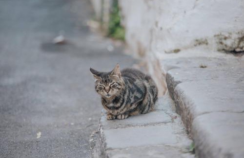 Ischia Porto Apartment | Aragonia apartment