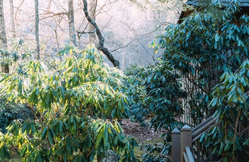 Highlands Cottage | Artist's Studio In The Treetops, Walk Everywhere, Canoe Access, Dogs OK