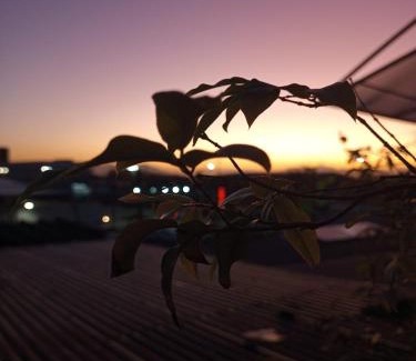 Centro Hotel | Arvore da Vida Pousada