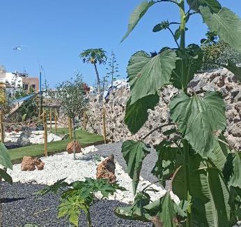 Adeje Other | Asociación deportiva TAGOROR LOS OLIVITOS