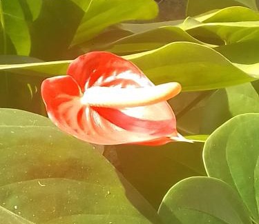Paraty Bed & Breakfast | Atlântica Tri B&B