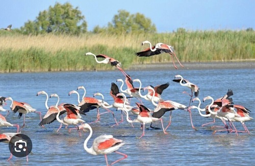 Montpellier Boat Rental | Atypical accommodation on the Camargue waterfront