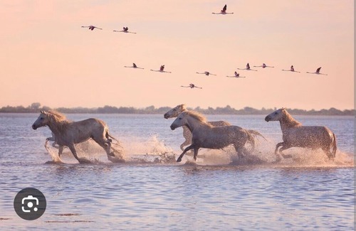 Montpellier Boat Rental | Atypical accommodation on the Camargue waterfront