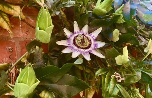 Glastonbury Bed & Breakfast | Avalon Retreat Cabin