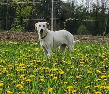 Castelnovo ne' Monti Bed & Breakfast | B & B Casolara