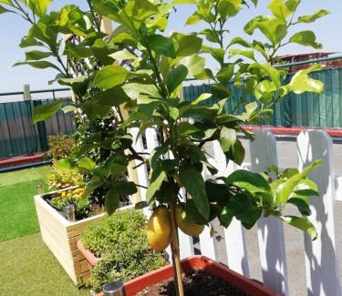 Pozzuoli Bed & Breakfast | B&B FLAVIO