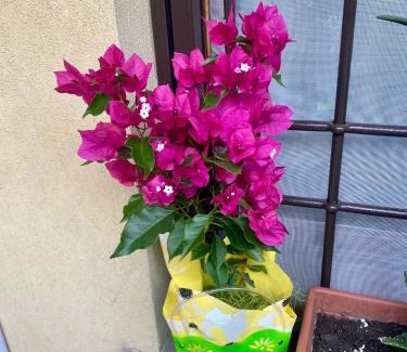 Orio al Serio Bed & Breakfast | B&B IL VIALETTO