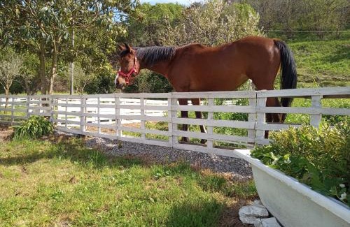 Castagna Villa | B&B Romy House