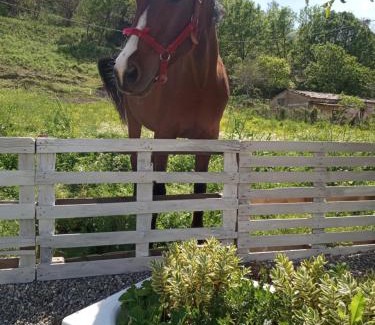 Castagna Villa | B&B Romy House